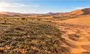 China hace retroceder al desierto con un “súper pegamento vivo”: microbios transforman las dunas en suelo fértil y frenan más del 90% de la erosión