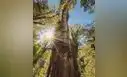 El árbol más antiguo del mundo está en América Latina: tiene más de 5.400 años y sobrevivió al nacimiento de las primeras civilizaciones