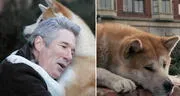 ‘Siempre a tu lado, Hachiko’: la película basada en el perro más fiel de la historia