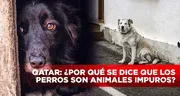 ¿Por qué en Qatar se dice que los perros son animales impuros?