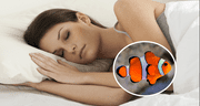 ¿Qué significa soñar con peces? ¿Tendrá un significado especial?