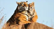 Soñar con tigres: ¿cuáles son las razones y su significado?