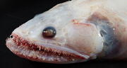 Descubren extraños animales marinos nunca vistos en lo profundo del océano Índico