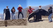‘Cóndor humano del Colca’ baila al ritmo de Calm Down y se hace viral en TikTok
