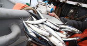 Segunda temporada de pesca de anchoveta 2022 culmina con 1,91 millones TM capturadas