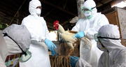 OMS califica de “preocupante” la gripe aviar H5N1 tras detectarse más casos en humanos y animales