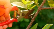 Por primera vez, científicos detectan los 'gritos' de las plantas cuando son cortadas