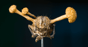 Impactantes imágenes de animales infectados por Cordyceps, el hongo 'zombie'