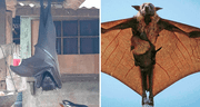¿Cuánto mide el zorro volador filipino, considerado el murciélago más grande del mundo?