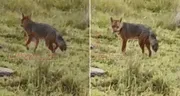 “Mira, el amigo de Run Run”: zorrito andino es captado por ciudadanos en Cajamarca