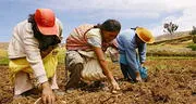 Inseguridad alimentaria: 4 de cada 10 agricultores son pobres en el Perú