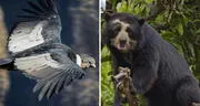 20 animales en peligro de extinción en Perú que buscan ser protegidos