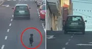 Captan momento en que mujer abandona un perrito en plena pista y este corre tras el auto