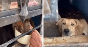 Comas: familia se muda de casa y abandona a perritos