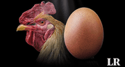 Científicos responden, por fin, a la pregunta: "¿Qué fue primero, el huevo o la gallina?"