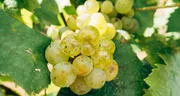 Perú es el principal exportador de uvas en el mundo