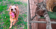 Rímac: piden ayuda para mantener albergue de perritos y gatitos rescatados de la calle