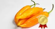 El ají amarillo es declarado como el mejor vegetal del mundo, según Taste Atlas