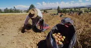 INEI: el 88% de la agricultura familiar en el Perú es de subsistencia