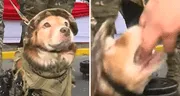 Periodista quiso tocar arma que llevaba perrito policía y este le mordió la mano: "No te metas con Firulais"