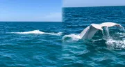 Captan por primera vez una ballena blanca en Perú: mira el video grabado en el mar de Piura