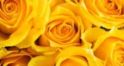 50 frases de flores amarillas para dedicar este 21 de septiembre