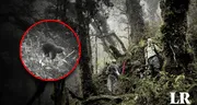 Se creía que estaba extinto: cámaras captan a un mamífero que vivió en la época de los dinosaurios