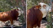 ¿A cuánto venderías un toro?: ganadero de Cajamarca se viralizó tras rechazar S/38.000 por el suyo