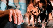 Hombre habría sido devorado por sus 17 perros: restos fueron encontrados en su casa