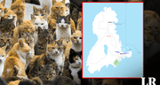 Explora la asombrosa isla de los gatos: un lugar donde hay 36 mininos por habitante