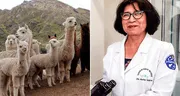 UNMSM: Martha Valdivida, la bióloga peruana que se dedica a la conservación genética de las alpacas