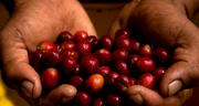 Europa podría cerrar las puertas a las exportaciones del café peruano