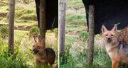 Run Run cumple 2 años de ser rescatado: así luce el zorrito en un zoológico de Cajamarca
