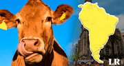 Este es el ÚNICO país de Sudamérica que tiene más vacas que habitantes: aproximadamente 4 por persona