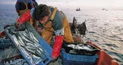 En el Día del Pescador, las 5 millas del mar de Grau siguen sin ser reglamentadas