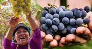 El país de América Latina que más uva exporta en el mundo y superó a China: Estados Unidos fue su principal mercado