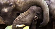Muere joven turista española al ser atacada por un elefante mientras le daba un baño en Tailandia