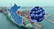 La Libertad supera a todas las regiones peruanas en la exportación de arándanos, fruta deseada en Estados Unidos y China