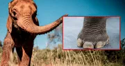 Abuelo murió pisoteado por un elefante mientras trataba de proteger a sus nietos del animal en Sudáfrica