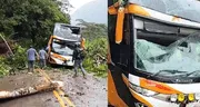Pasajeros salvan de morir luego de que árbol caiga sobre bus de Movil Bus en Pasco
