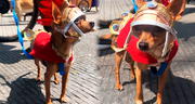 Perrito chihuahua se hace viral tras ser disfrazado de soldado romano durante celebración de Semana Santa