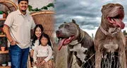 Niña muere en brutal ataque de 6 perros pitbulls cuando su niñera se desmayó: caninos fueron sacrificados en Indiana