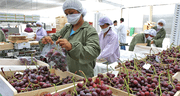 Uvas y mangos peruanos impulsan crecimientos de exportaciones no tradicionales agrarias: en total suman US$2.068 millones en 2025