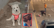 Sujeto acusado de matar a perrita en Trujillo ya habría sido investigado por otros delitos desde el 2011