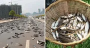 El país de América Latina donde ocurre una increíble lluvia de peces: un evento natural que alimenta a todo un pueblo