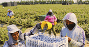 Áreas rurales en Perú registran más empleo, pero mayor informalidad que en zonas urbanas: trabajo informal supera el 90%, según INEI