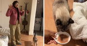 Peruana revela cuánto gana por cuidar gatos a domicilio en Lima y sorprende con la cifra: “Es por hora”