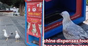 Gaviotas aprenden a maullar como gatos para que dispensador les dé comida: "Ser bilingüe te abre puertas"
