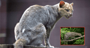 Un felino depredador que se pensaba extinto reaparece en su hábitat natural después de 40 años