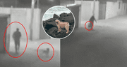 Acusan a pareja por estrangular a perrita en su vivienda en Tacna